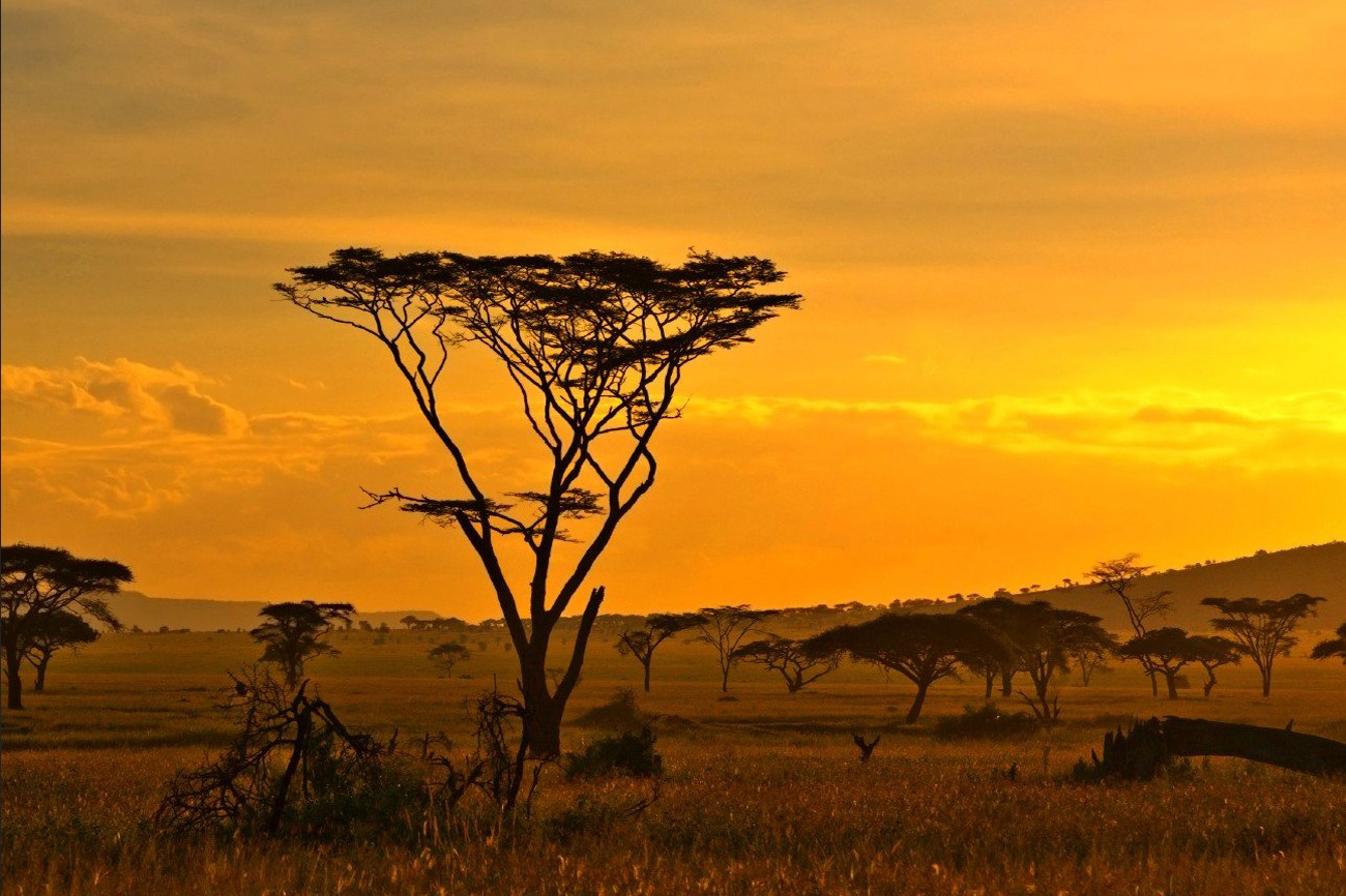 De savana